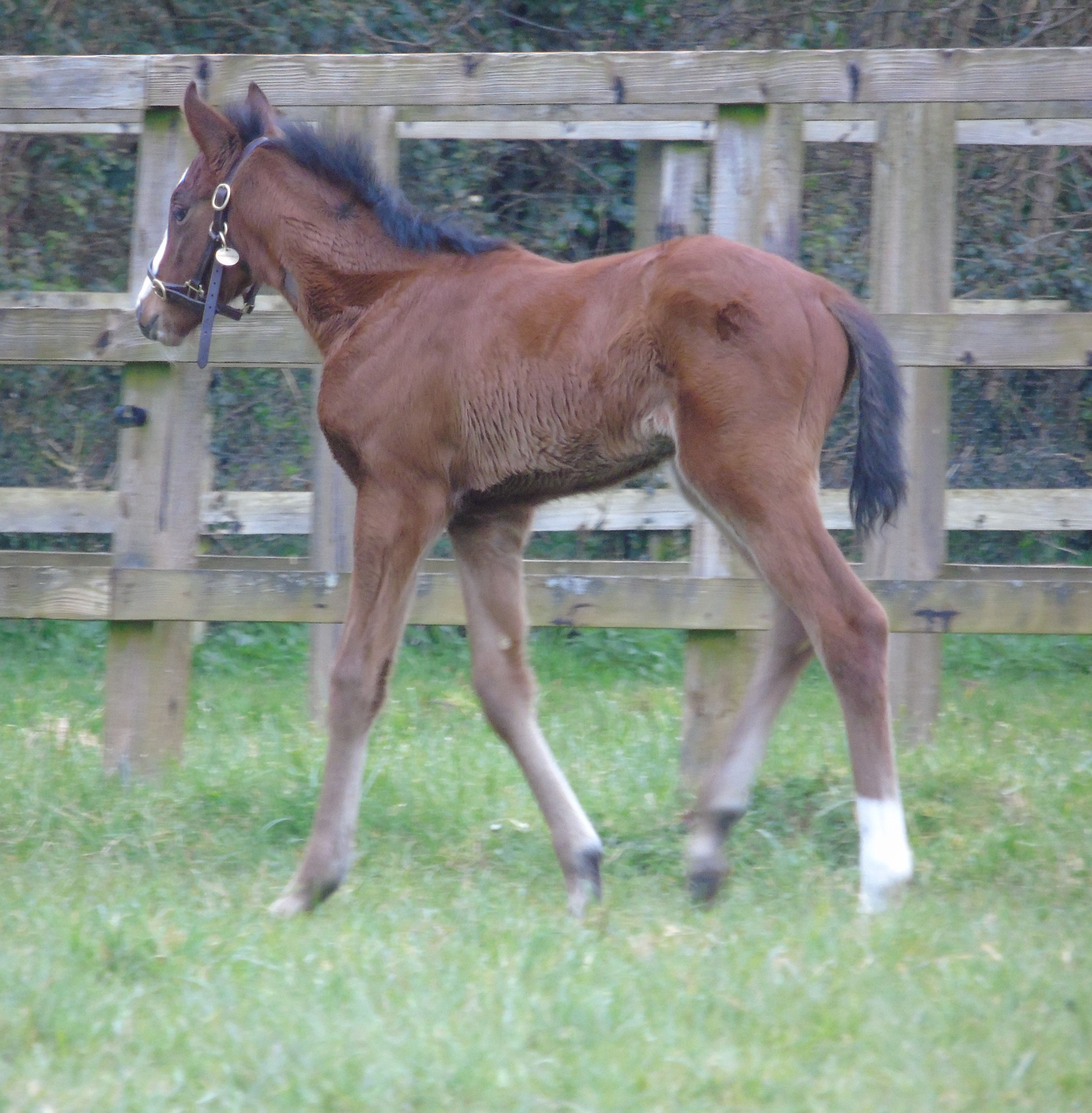 2026 filly by Palace Pier